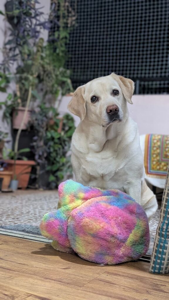 Phoebe the labrador